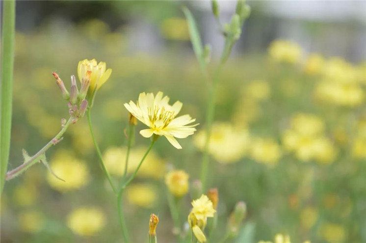 花香满径，雏菊绽放