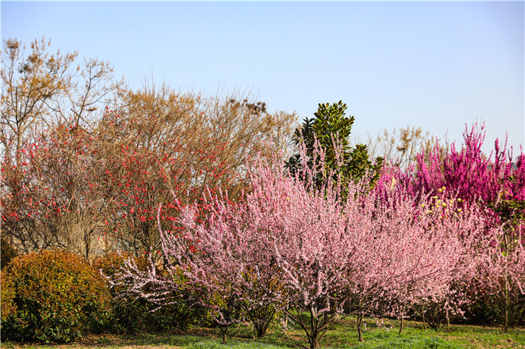 千朵万朵压枝低