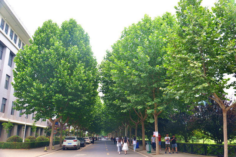 实验楼前林荫路