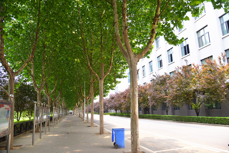 教学楼后林荫小道