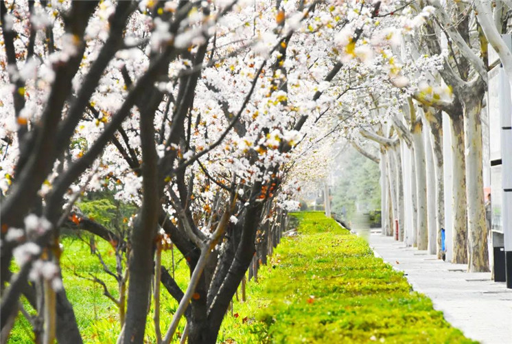 羊肠小道，万花丛中