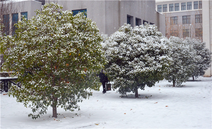 银装素裹桂花树